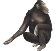 Chimpancé  - pelaje 69