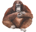 Orangután  - pelaje 41