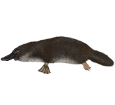 Ornitorrinco - pelaje 37